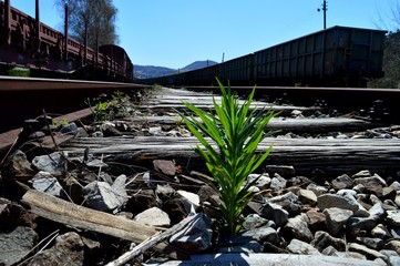 plants on the wooden thresholds of the railroad