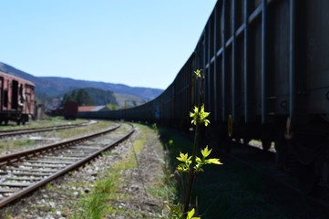 Fototapeta na wymiar plants on the wooden thresholds of the railroad