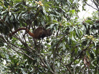 monkey in tree