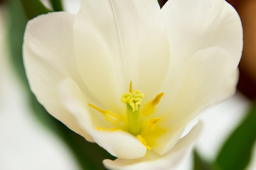 Fototapeta na wymiar Flower and tulip structure close-up