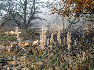 autumn in the forest