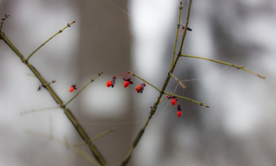 red berries on the branches