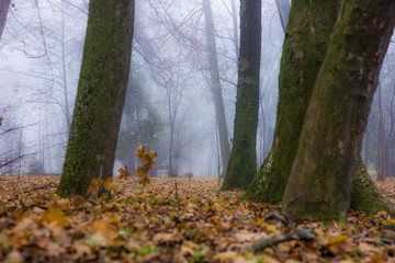 autumn misty park at moining