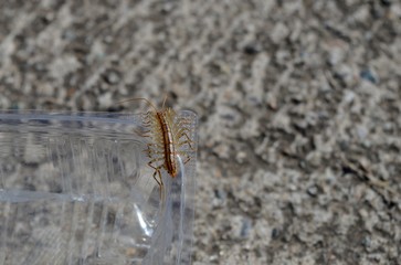 an unusual little brown centipede