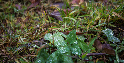 dew drops on the grass