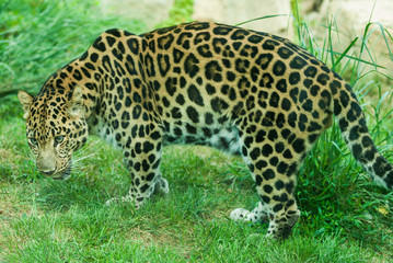 Amur Leopard