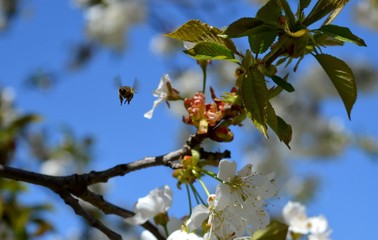 a bee in flight on a cherry blossom