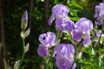 Purple bearded Iris germanica flower close up, german Iris in the morning light, macro, Deutsche Schwertlilie, romantic macro for concept meditation, relaxation, gardening, vibrant