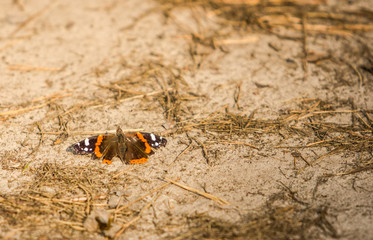 red butterfly with damaged wing