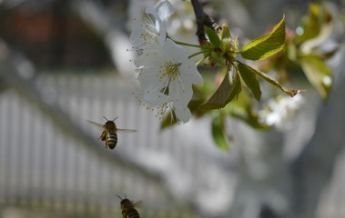 a bee in flight on a cherry blossom