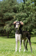 Saluki dog portrait outside. happy dog in nature	