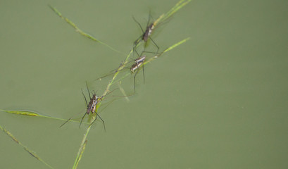 Wasserläufer