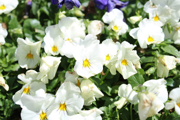 Fototapeta premium spring flowers in the garden