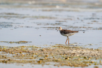 Common Greenshank, Tringa nebularia, in its natural habitat.