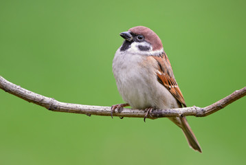Eurasian Tree Sparrow - Passer montanus, common perching bird from European gardens and woodlands, Zlin, Czech Republic.
