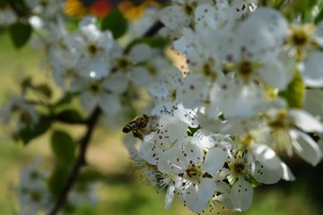 a bee in flight on a cherry blossom