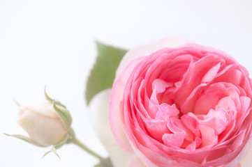 ピンクのバラの花 明るい白背景 コピースペース