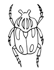 Doodle style bug, vector illustration, hand drawn, coloring page for kids.