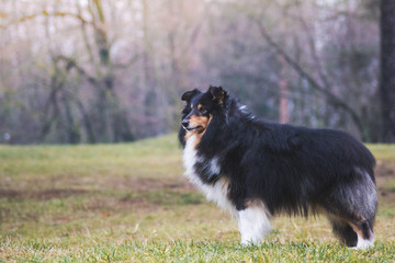 Sheltie portrait in the nature outside.	