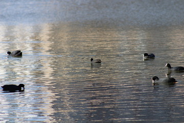 ducks on the lake