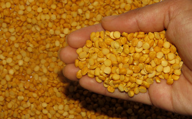 Split peas in a hand, Isolated Split peas, Isolated Split peas in a Hand, Split peas are an agricultural or culinary preparation consisting of the dried.