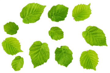 hazelnut leaves isolated on white background. green leaves isolated.