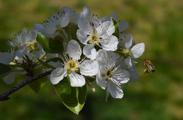 a bee in flight on a cherry blossom