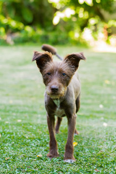 Perro marron parado en el parque  luz dia