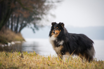 Sheltie portrait in the nature outside.	