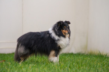 Sheltie portrait in the nature outside.