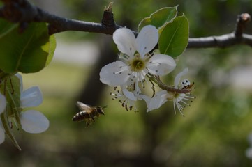 a bee in flight on a cherry blossom