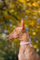 Pharaon dog posing outside in beautiful autumn park.