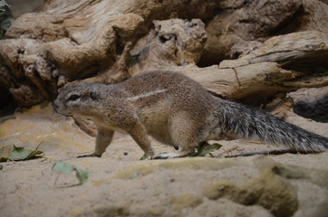 Ground squirrel standing on sand