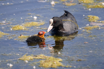 Eurasian coot (Fulica atra) feeding juvenile chick in the water