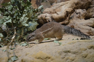 Ground squirrel standing on sand