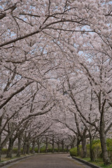 京都亀岡　和らぎの道　七谷川沿いの桜
