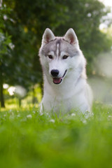 Husky dog in green background.