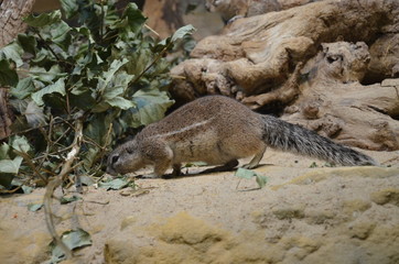Fototapeta premium Ground squirrel standing on sand