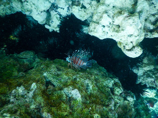 scorpion fish