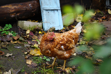 red chicken walks freely in the garden