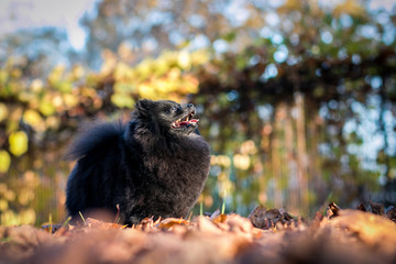 Black pomeranian girl outside in autumn.	