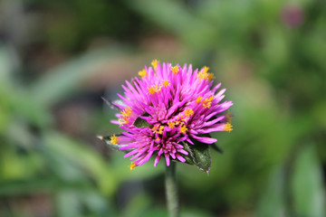 Pink and Yellow tip flower