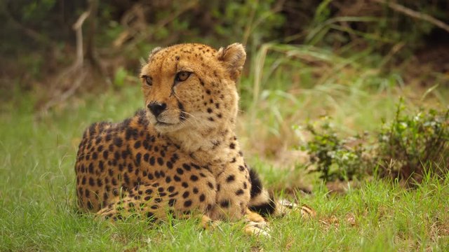 Majestic cheetah lying on green grass turns head slowly right to left, close up