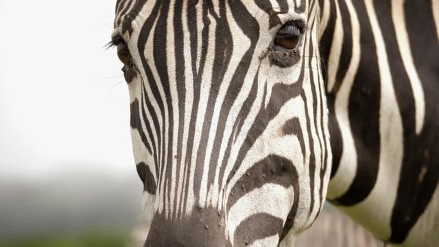 Close up portrait of head of plains zebra chewing, looking at camera and eating