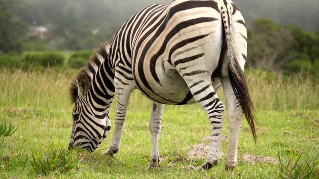 One pregnant female zebra eating green grass on sunny day, South Africa