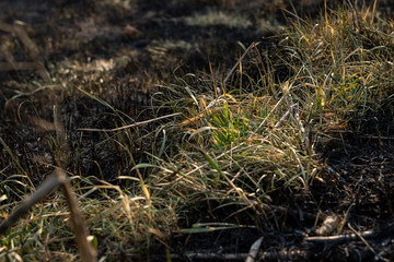 Green and yellow grass on close up among burned grass. Black and dry earth
