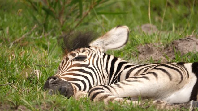 Baby zebra foal lying on green grass sleeping and dreaming, low angle close up