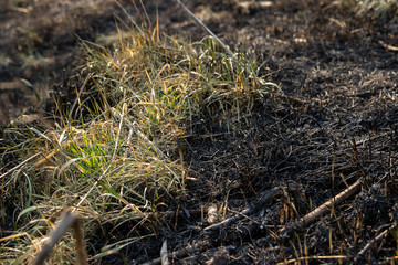 Green and yellow grass waterlands among black and burned grass. Grass after fire