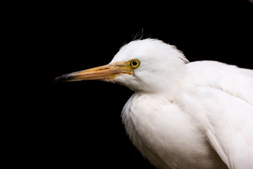 Young Snowy Egret isolated against black.