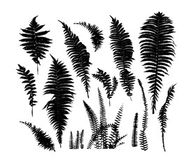 A set of fern leaves. Vector illustration